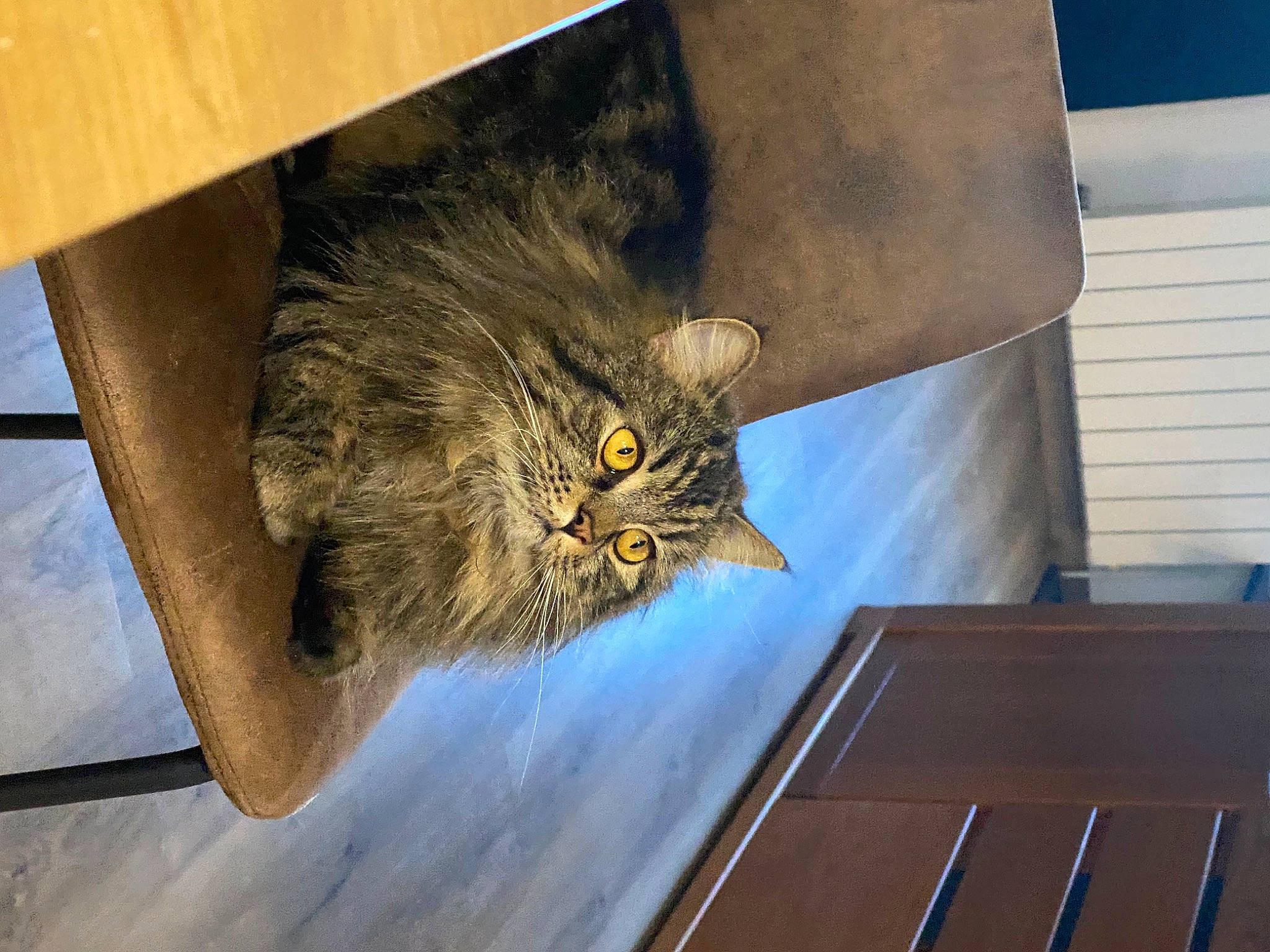 Salto a rejoint le concours — aidez-le/la à gagner de superbes lots ! bird, bird_of_prey, carnivore, cat, domestic_short_haired_cat, felidae, flooring, fur, grey, hardwood, house, plant, room, small_to_medium_sized_cats, table, tail, visual_arts, whiskers, wood, wood_stain