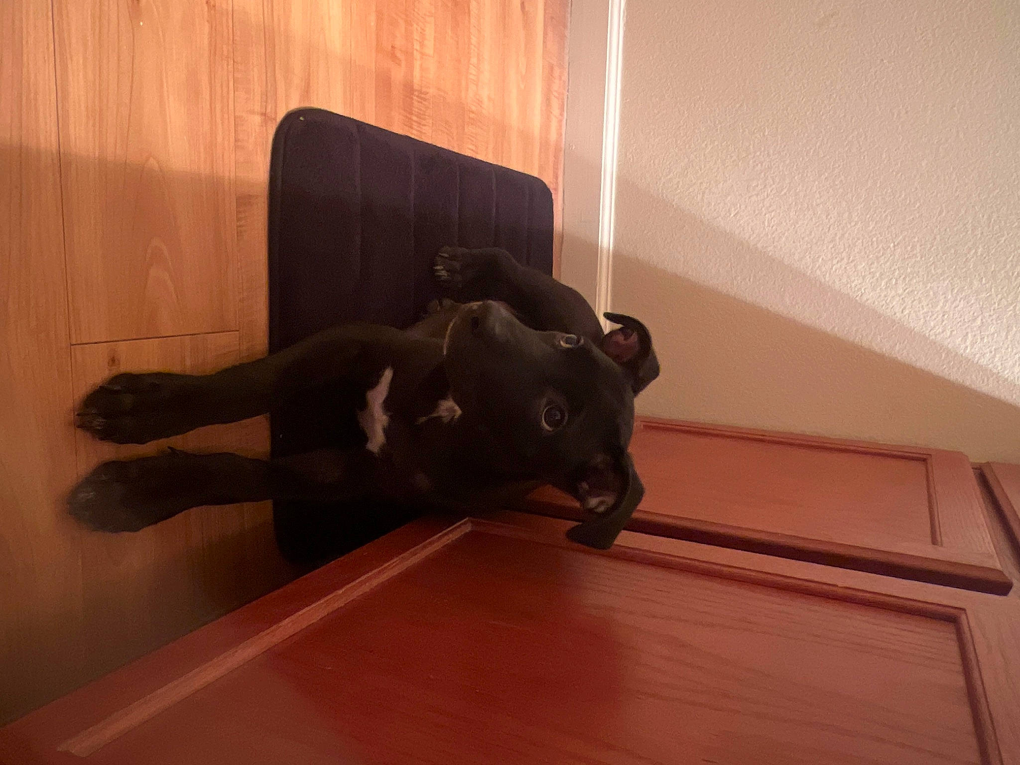 Everest is registered to the contest to win money with this photo: art, bronze_sculpture, comfort, felidae, flooring, hardwood, human_leg, laminate_flooring, metal, plaster, room, sculpture, shadow, sporting_group, statue, tail, tints_and_shades, wood, wood_flooring, wood_stain