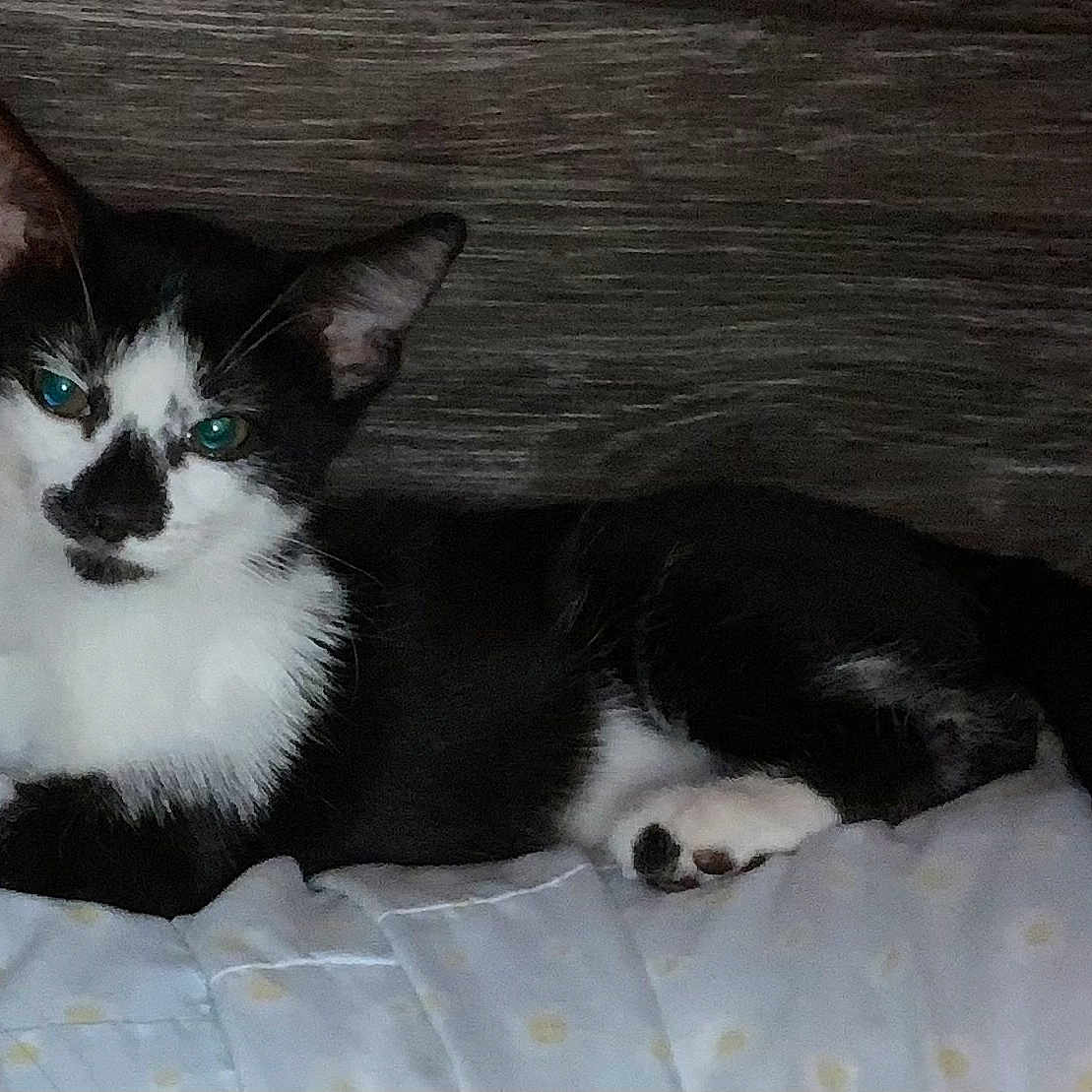 Miso