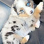Ellie joined the competition — help win amazing prizes! puppy, dog, blue_eyes, fluffy, car_seat, fur, cute, pet, animal, lying_down, black_spots, tan_spots, white_fur, close_up, young_dog, adorable, looking_up, indoors, texture, seat