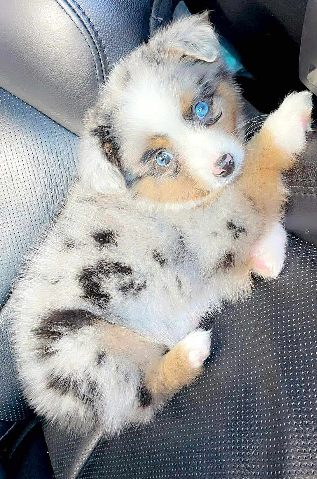Ellie joined the competition — help win amazing prizes! puppy, dog, blue_eyes, fluffy, car_seat, fur, cute, pet, animal, lying_down, black_spots, tan_spots, white_fur, close_up, young_dog, adorable, looking_up, indoors, texture, seat