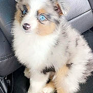 Ellie joined the competition — help win amazing prizes! puppy, dog, blue_eyes, fluffy, white_fur, black_spots, car_seat, leather, pet, cute, small, animal, sitting, adorable, domestic_animal, young, fur, looking_up, indoor, companion