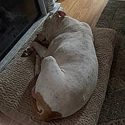 Diesel is registered to the contest to win money with this photo: dog, sleeping, dog_bed, white_dog, brown_spots, wooden_floor, fireplace, cozy, indoor, pet, resting, curled_up, quiet, home, animal, fur, mammal, relaxing, peaceful, comfort