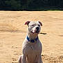 Diesel joined the competition — help win amazing prizes! dog, white_dog, blue_collar, sitting, sand, outdoor, nature, pet, animal, canine, alert, sunny, daytime, desert, fur, ears, snout, portrait, alone, calm