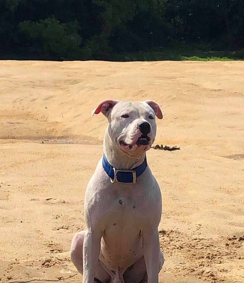 Diesel joined the competition — help win amazing prizes! dog, white_dog, blue_collar, sitting, sand, outdoor, nature, pet, animal, canine, alert, sunny, daytime, desert, fur, ears, snout, portrait, alone, calm