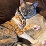 cat, cats, snuggling, couch, pet, sleeping, blue_eyes, fur, tabby, siamese, cute, cozy, indoor, animal, whiskers, paws, relaxed, companion, friendship, resting