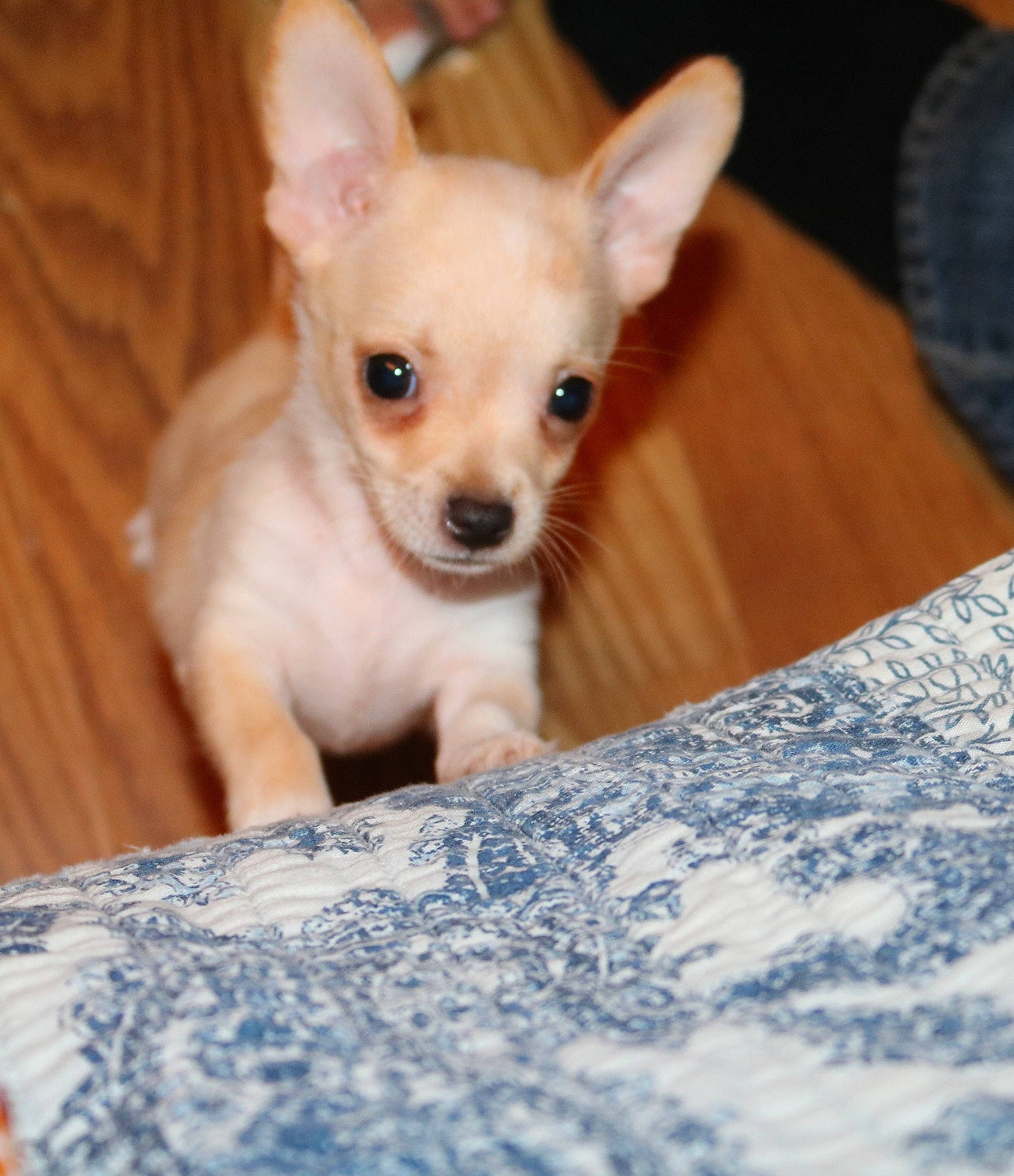 Leya is registered to the contest to win money with this photo: canidae, carnivore, chihuahua, companion_dog, dog, dog_breed, dog_supply, ear, eye, fawn, fur, paw, snout, sporting_group, tail, terrestrial_animal, toy_dog, whiskers, wood, working_animal