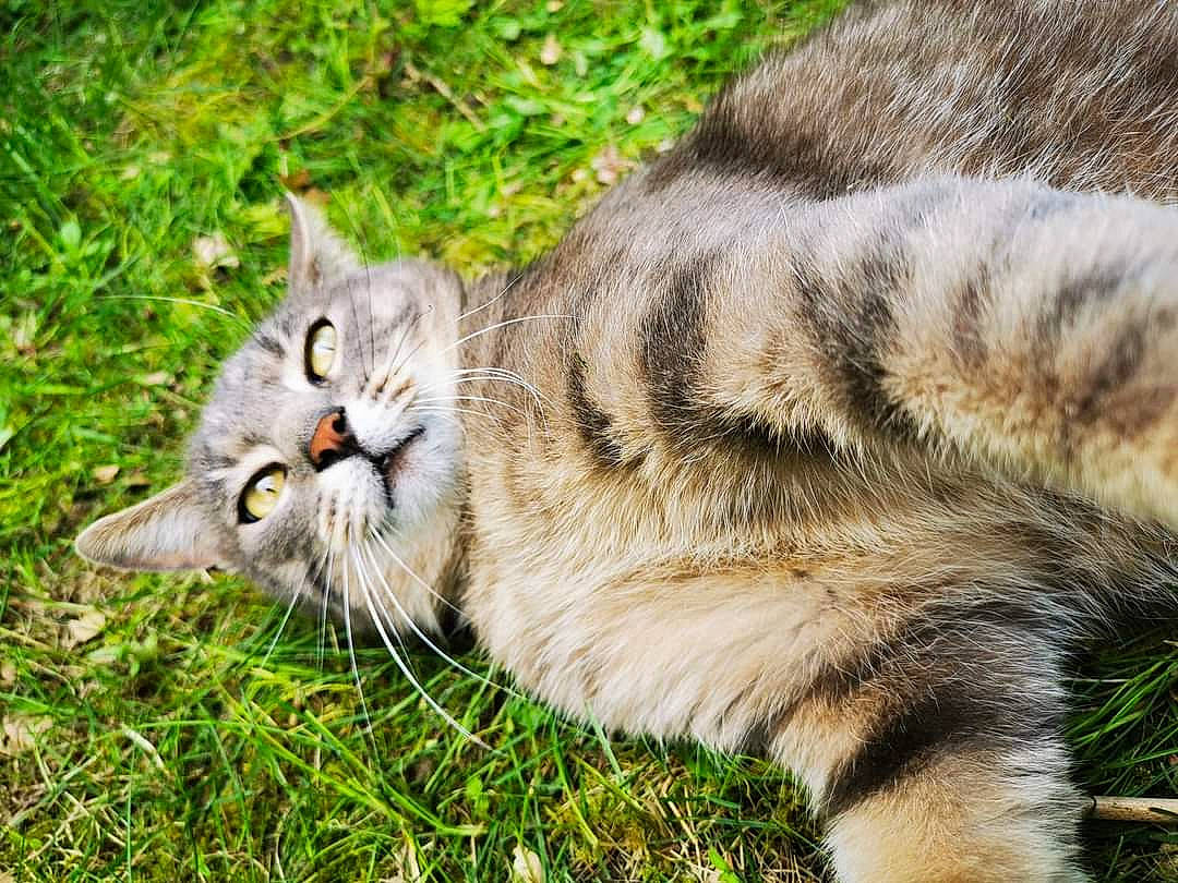 Binou participe au concours pour gagner de l'argent avec cette photo : british_semi_longhair, carnivore, cat, domestic_long_haired_cat, domestic_short_haired_cat, european_shorthair, felidae, fur, grass, mammal, pixie_bob, rusty_spotted_cat, siberian, small_to_medium_sized_cats, snout, tabby_cat, tail, whiskers, wild_cat, wildlife