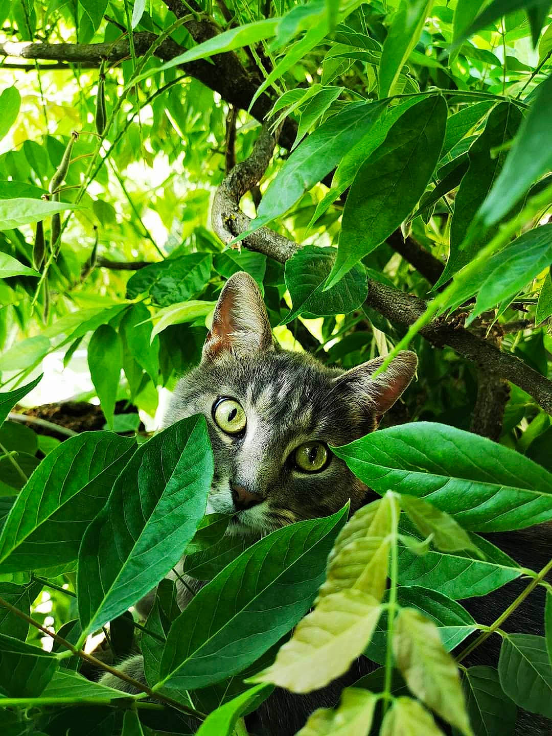 Binou participe au concours pour gagner de l'argent avec cette photo : adaptation, felidae, flower, jungle, leaf, organism, plant, wildlife