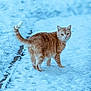 cat, orange_tabby, snow, winter, outdoor, animal, pet, fur, path, curious, cold, nature, walking, looking_back, daylight, mammal, whiskers, tail, ears, ground