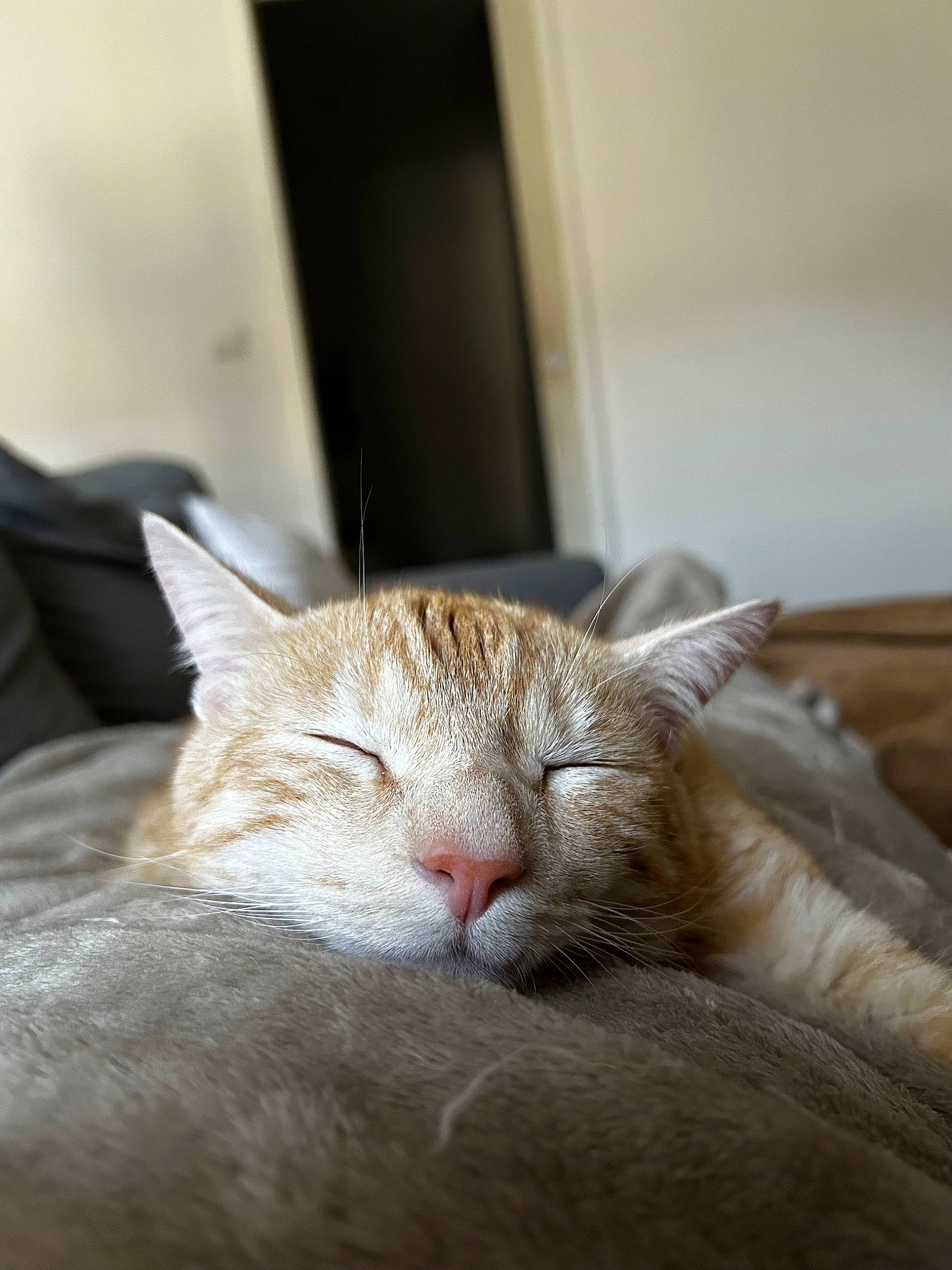 Roucky participe au concours pour gagner de l'argent avec cette photo : carnivore, cat, cat_supply, claw, comfort, domestic_short_haired_cat, ear, felidae, fur, paw, small_to_medium_sized_cats, snout, tail, terrestrial_animal, whiskers, window, wood