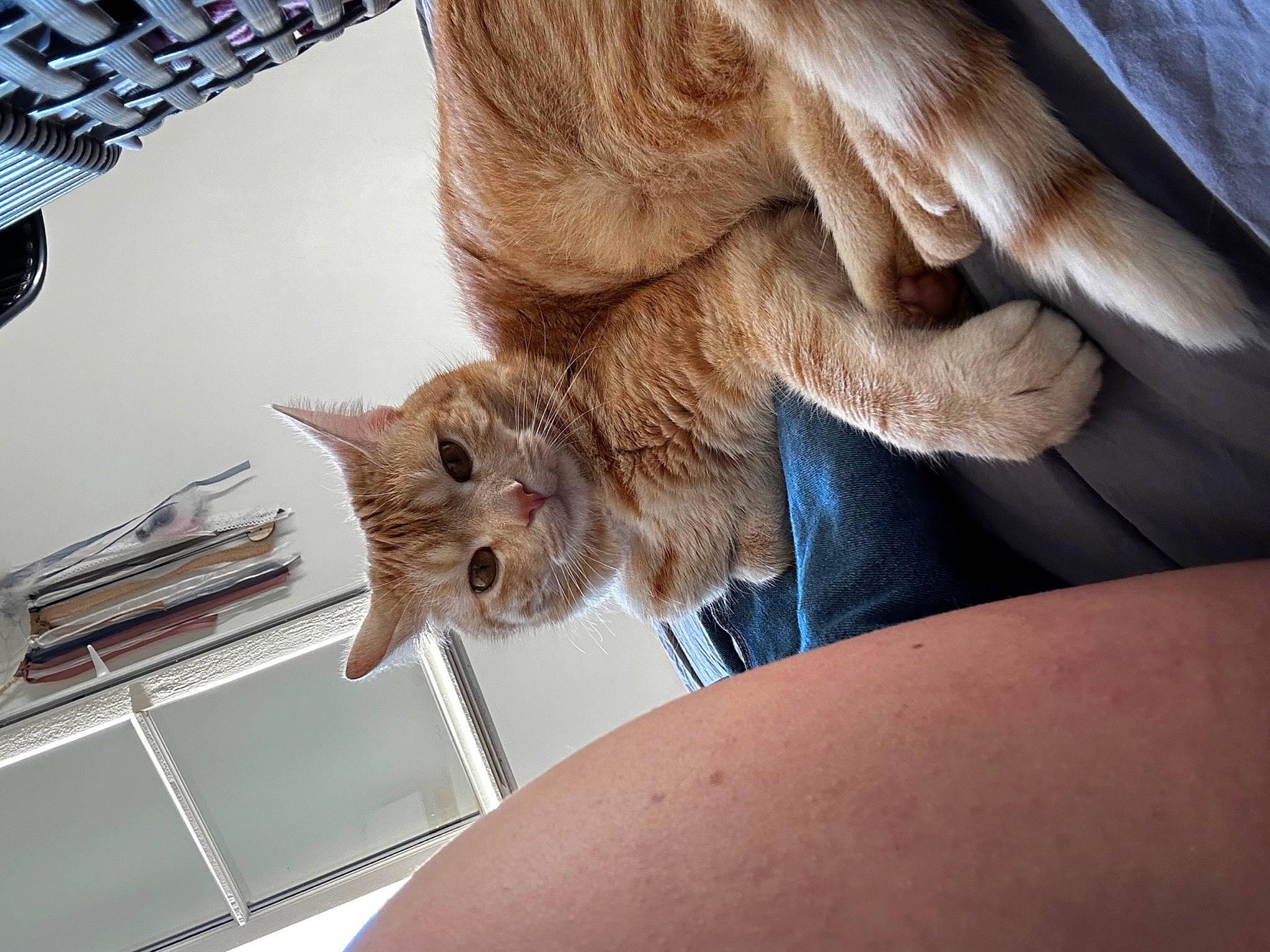 Roucky a rejoint le concours — aidez-le/la à gagner de superbes lots ! carnivore, cat, claw, comfort, domestic_short_haired_cat, fawn, felidae, foot, fur, gesture, human_leg, input_device, leg, nail, paw, small_to_medium_sized_cats, snout, tail, whiskers, wood