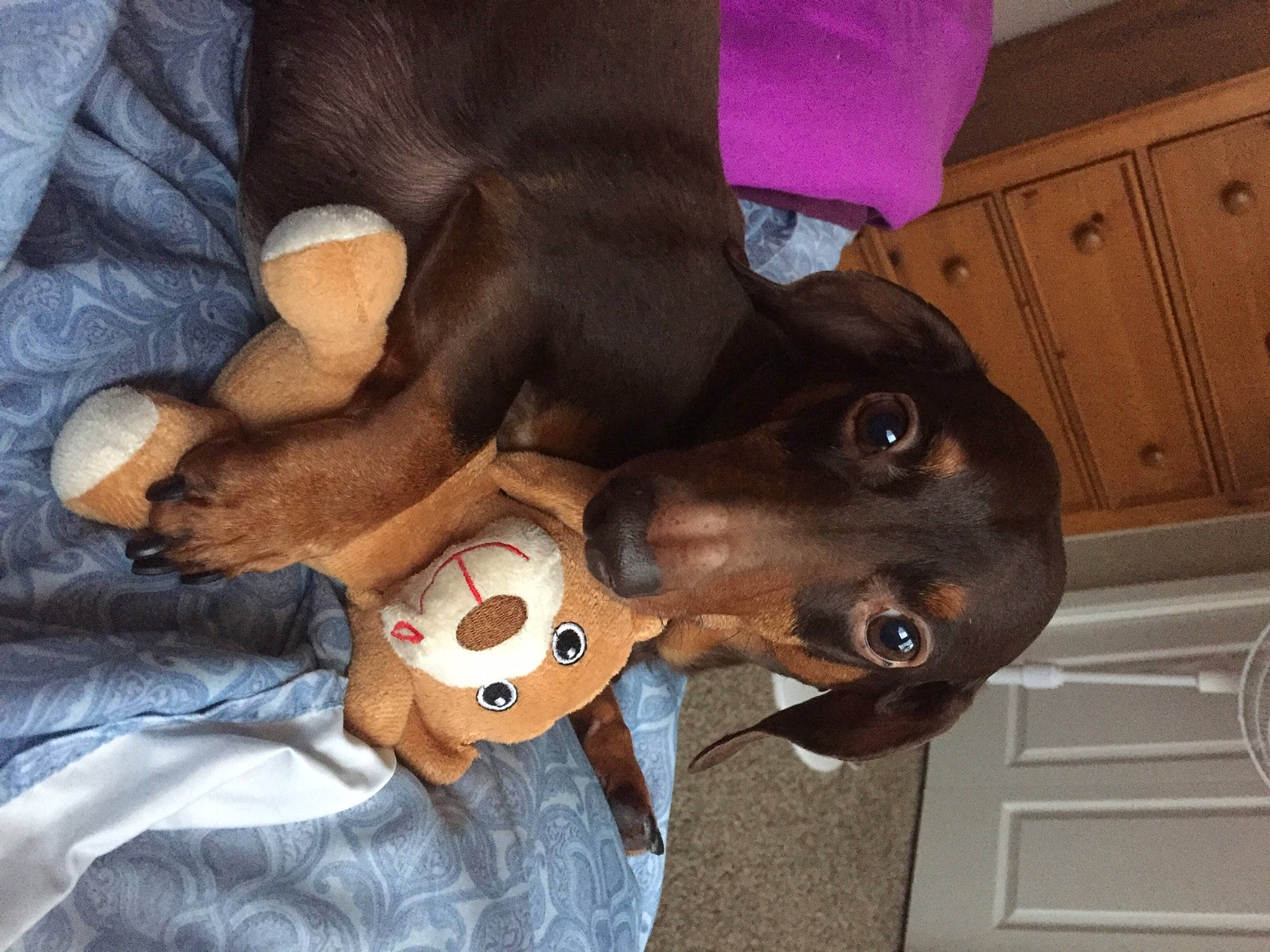 Vladimir is registered to the contest to win money with this photo: cabinetry, canidae, carnivore, collar, companion_dog, dog, dog_breed, dog_collar, ear, fashion_accessory, fawn, hat, helmet, liver, personal_protective_equipment, snout, sporting_group, toy, wood, working_animal