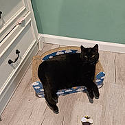 Sushi joined the competition — help win amazing prizes! cat, black_cat, pet, indoor, furniture, cabinet, floor, toy, bee_toy, scratcher, small_sofa, curious, relaxed, wooden_floor, green_wall, domestic, animal, cute, cozy, home