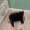 cat, black_cat, pet, indoor, furniture, cabinet, floor, toy, bee_toy, scratcher, small_sofa, curious, relaxed, wooden_floor, green_wall, domestic, animal, cute, cozy, home