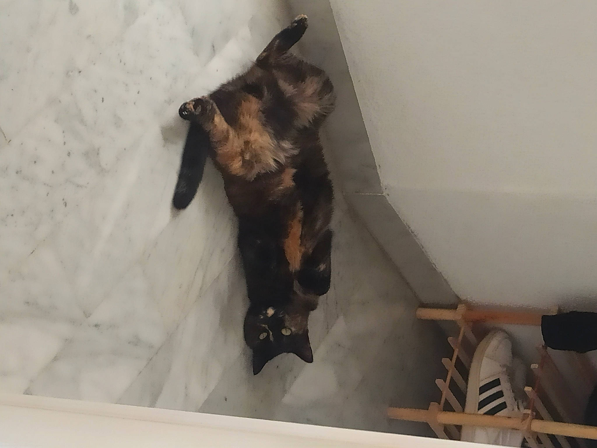 Lya participe au concours pour gagner de l'argent avec cette photo : bat, canidae, cat, claw, dog_breed, fawn, felidae, fur, guard_dog, paw, small_to_medium_sized_cats, snout, sporting_group, tail, terrestrial_animal, whiskers, wood, working_animal