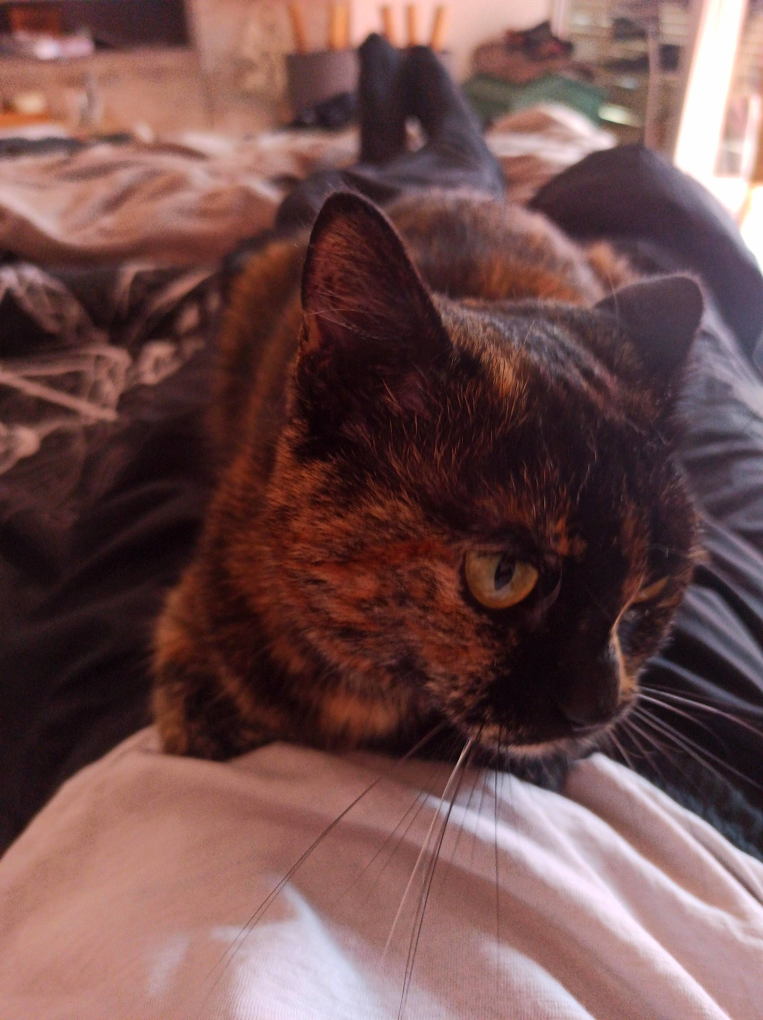 Lya a rejoint le concours — aidez-le/la à gagner de superbes lots ! bedding, blanket, carnivore, cat, comfort, domestic_short_haired_cat, ear, felidae, fur, grey, linens, nap, room, sitting, sleep, small_to_medium_sized_cats, snout, terrestrial_animal, tree, whiskers