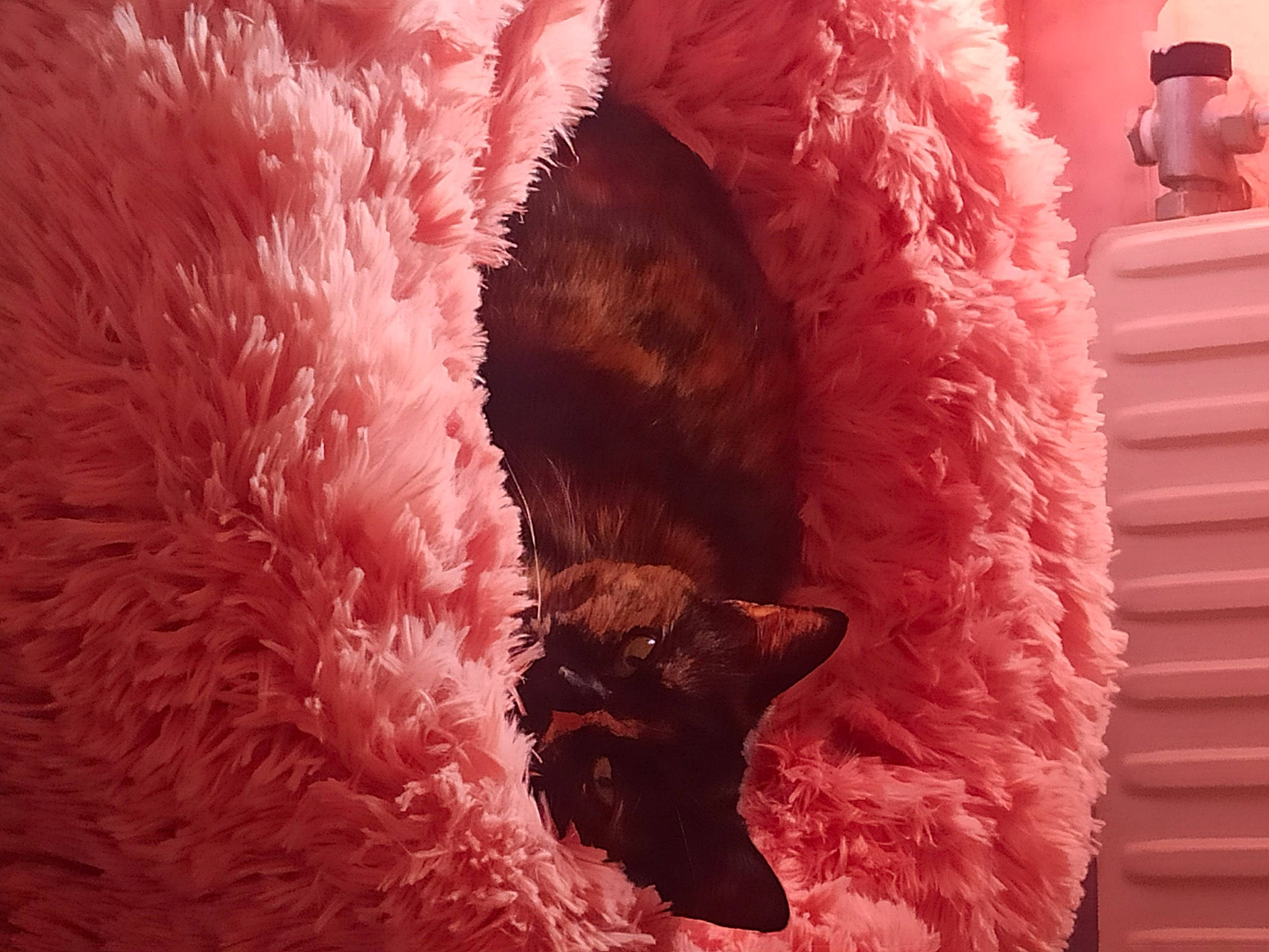 Lya a rejoint le concours — aidez-le/la à gagner de superbes lots ! canidae, carmine, carnivore, cat_supply, coquelicot, dog_breed, feather, felidae, fur, magenta, natural_material, paw, peach, petal, pink, red, snout, sporting_group, tail, whiskers