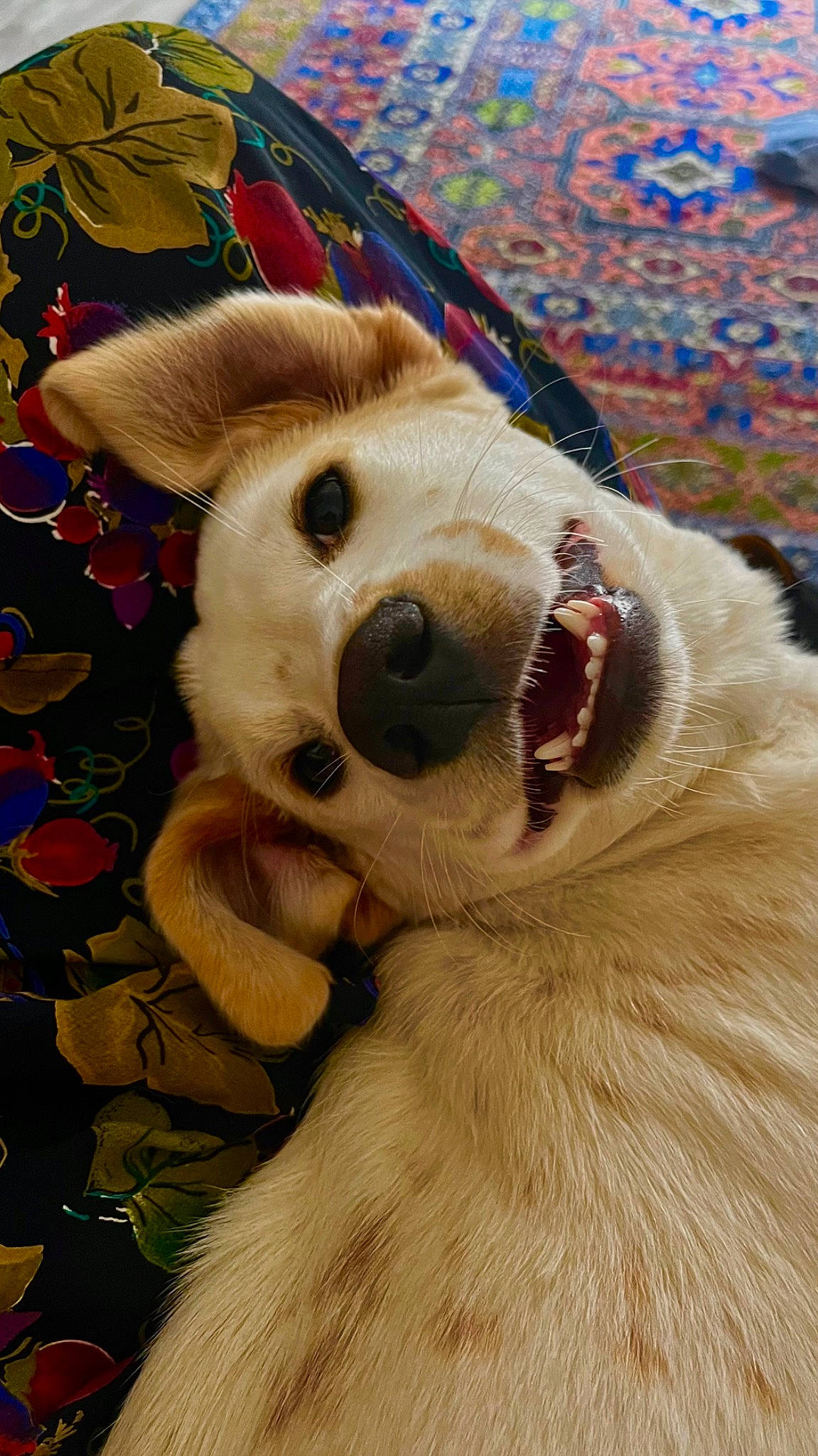 Gnocchi a rejoint le concours — aidez-le/la à gagner de superbes lots ! bear, canidae, carnivore, companion_dog, dog, dog_breed, fawn, fun, fur, fur_clothing, happy, plush, polar_bear, snout, sporting_group, stuffed_toy, terrestrial_animal, whiskers, wildlife, working_animal