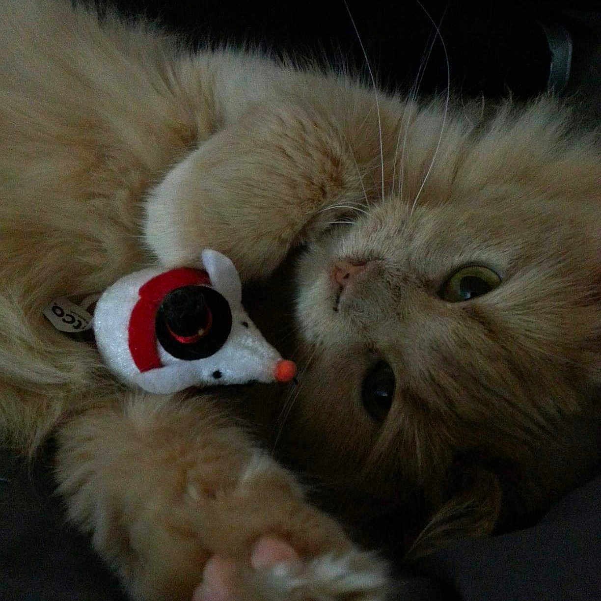 Puff Puff is registered to the contest to win money with this photo: carnivore, cat, fawn, felidae, fur, kitten, nose, paw, persian, ragdoll, small_to_medium_sized_cats, snout, stuffed_toy, toy, whiskers
