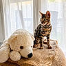 Bandit participe au concours pour gagner de l'argent avec cette photo : bengal_cat, kitten, stuffed_toy, teddy_bear, pouf, brown, white, curtains, window, indoor, natural_light, furniture, texture, pet, animal, young_cat, soft_toy, cozy, domestic, curious