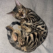 Bandit a rejoint le concours — aidez-le/la à gagner de superbes lots ! animal, bengal_cat, cat, close_up, couch, cozy, curled_up, domestic_cat, fur, furniture, indoor, mammal, paw, pet, relaxed, resting, sleeping, spotted, striped, tail