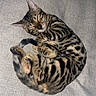 animal, bengal_cat, cat, close_up, couch, cozy, curled_up, domestic_cat, fur, furniture, indoor, mammal, paw, pet, relaxed, resting, sleeping, spotted, striped, tail