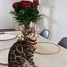 Bandit a rejoint le concours — aidez-le/la à gagner de superbes lots ! bengal_cat, cat, cat_tree, chair, curious, decor, dining_table, domestic_cat, feline, flowers, house, indoor, pet, plant, roses, spot_pattern, striped, table, white_wall, wooden_floor