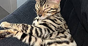 Bandit a rejoint le concours — aidez-le/la à gagner de superbes lots ! animal, calm, cat, closeup, cozy, cute, dark_fabric, domestic_cat, feline, indoor, peaceful, pet, relaxed, resting, sleeping, sofa, spotted_fur, striped_fur, tabby, white_table