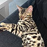 cat, sleeping, spotted_fur, striped_fur, relaxed, indoor, feline, pet, animal, resting, sofa, dark_fabric, white_table, cozy, peaceful, closeup, domestic_cat, cute, calm, tabby