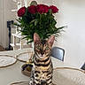 Bandit participe au concours pour gagner de l'argent avec cette photo : bengal_cat, cat, cat_tree, chair, clean, curious_cat, decor, domestic_cat, flower_bouquet, furniture, greenery, indoor, modern_interior, pet, placemat, plant, roses, sitting, striped_fur, table