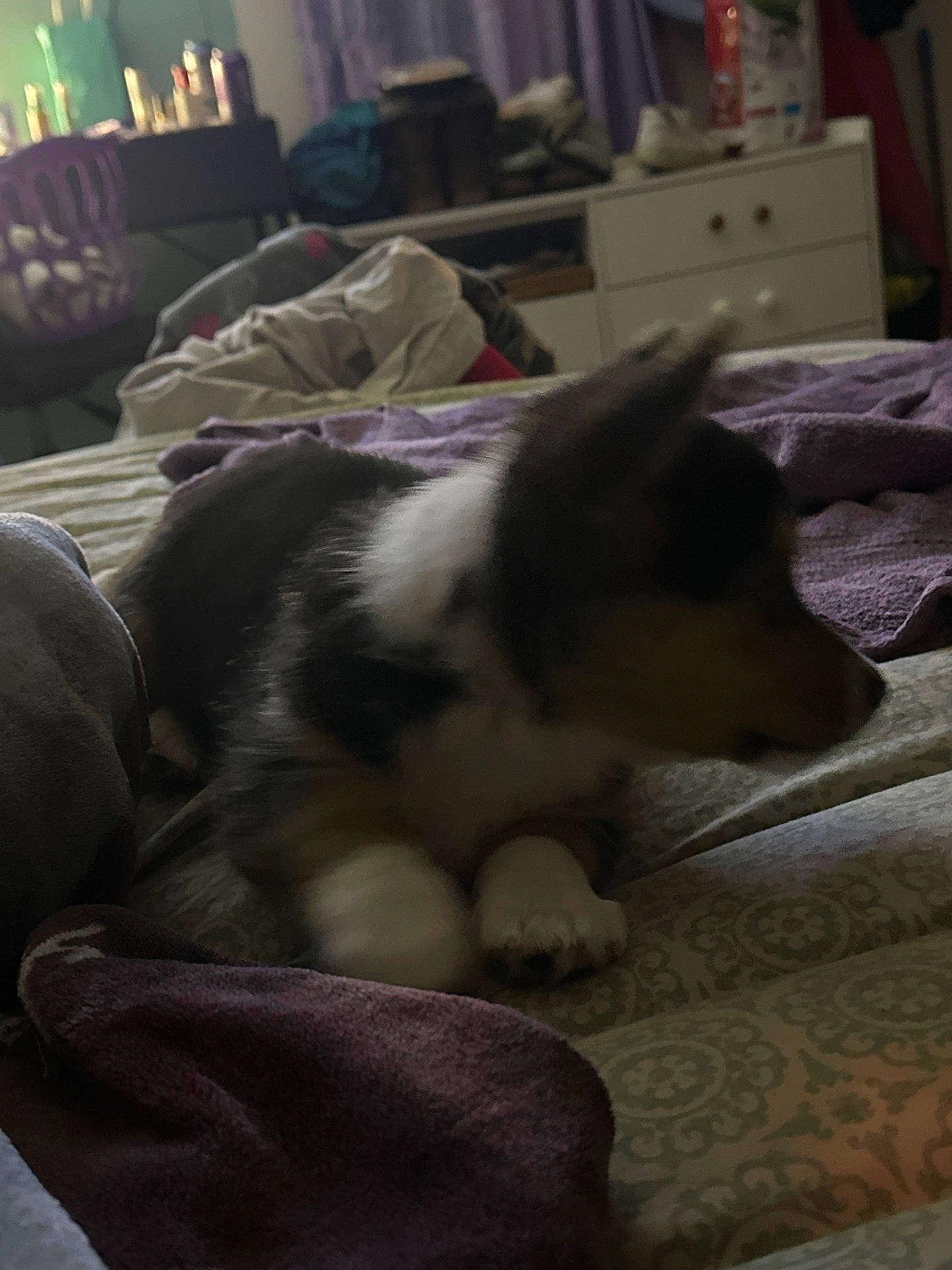 Apollo is registered to the contest to win money with this photo: accessories, animal, architecture, bag, blanket, building, canine, clothing, collie, couch, dog, footwear, furniture, handbag, indoors, livingroom, pet, puppy, room, shoe