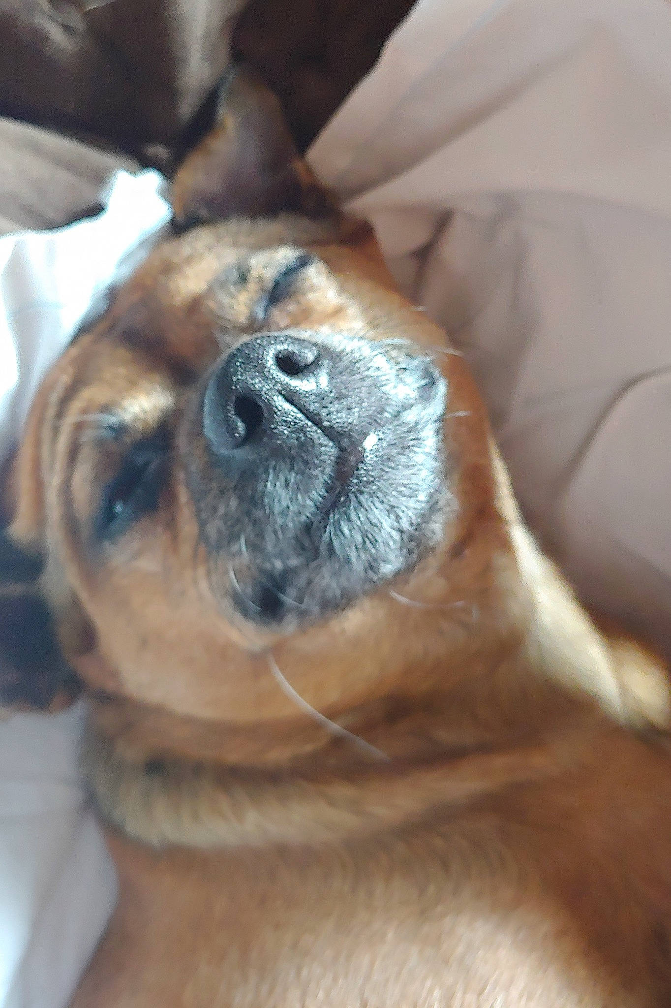 Boris joined the competition — help win amazing prizes! canidae, carnivore, comfort, companion_dog, dog, dog_breed, ear, fawn, fur, guard_dog, non_sporting_group, paw, snout, sporting_group, terrestrial_animal, toy_dog, whiskers, working_animal, working_dog, wrinkle