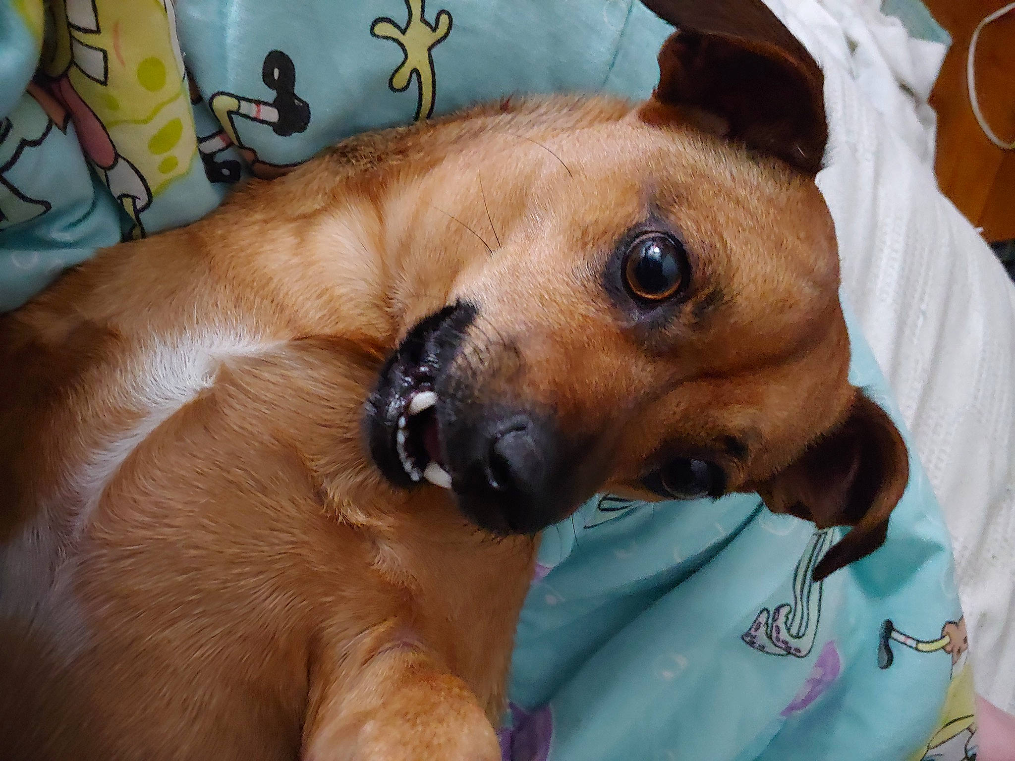 Boris is registered to the contest to win money with this photo: canidae, carnivore, collar, comfort, companion_dog, dog, dog_breed, dog_supply, ear, fawn, fur, guard_dog, liver, non_sporting_group, snout, sporting_group, whiskers, working_animal, working_dog