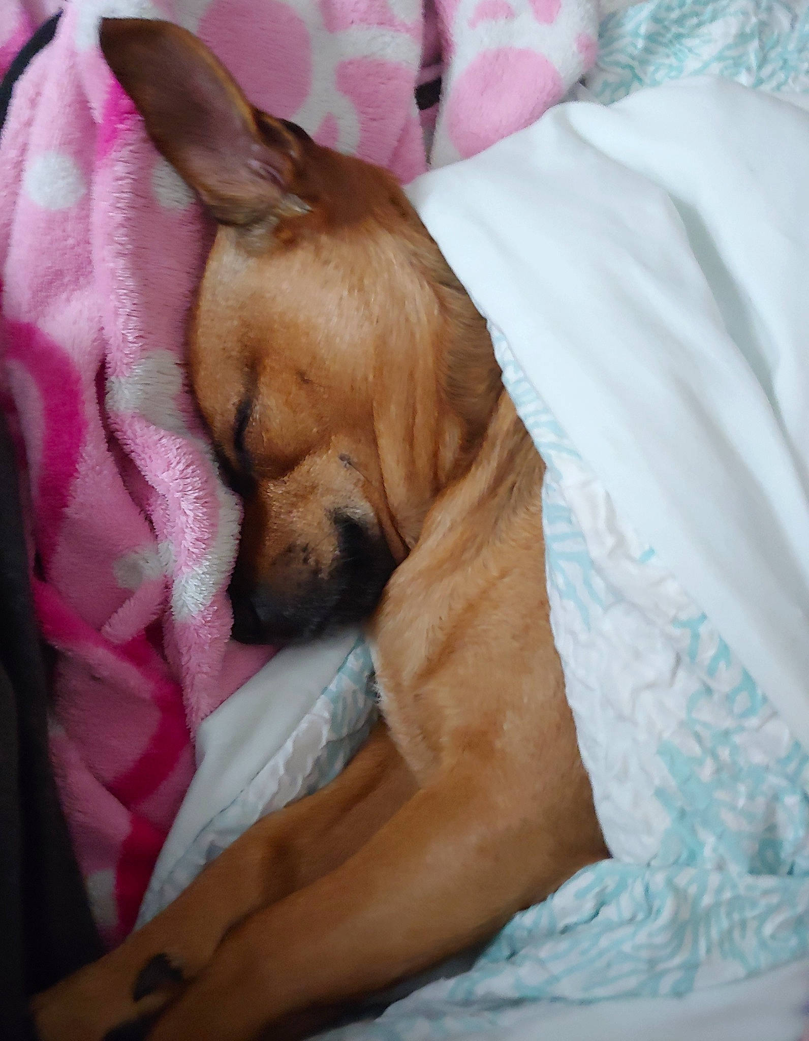 Boris joined the competition — help win amazing prizes! bored, canidae, carnivore, comfort, companion_dog, dog, dog_breed, dog_supply, ear, fawn, fur, linens, paw, snout, sporting_group, terrestrial_animal, toy_dog, whiskers, working_animal, wrinkle