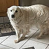 Lixy a rejoint le concours — aidez-le/la à gagner de superbes lots ! dog, white_dog, fluffy, long_hair, standing, indoors, kitchen, tile_floor, wooden_cabinet, patterned_rug, doormat, pet, canine, animal, portrait, full_body, looking_at_camera, floppy_ears, white_fur, home