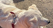 Lixy a rejoint le concours — aidez-le/la à gagner de superbes lots ! dog, cream_dog, fluffy, long_hair, lying_down, outdoor, sunlight, pavement, rocks, sand, leash, collar, pet, animal, relaxed, profile, snout, tail, park, walk