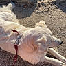 dog, cream_dog, fluffy, long_hair, lying_down, outdoor, sunlight, pavement, rocks, sand, leash, collar, pet, animal, relaxed, profile, snout, tail, park, walk