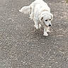 Lixy a rejoint le concours — aidez-le/la à gagner de superbes lots ! dog, white_dog, small_dog, fluffy, fur, tongue_out, walking, outdoor, pavement, asphalt, grass, lawn, yellow_flowers, park, neighborhood, animal, pet, canine, daylight, portrait
