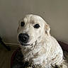 dog, golden_retriever, cream_fur, fluffy, long_hair, pet, animal, portrait, close_up, sitting, indoors, bed, blanket, cozy, brown_background, black_nose, dark_eyes, alert, cute, photography