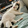 Puka a rejoint le concours — aidez-le/la à gagner de superbes lots ! animal, bed, blanket, cat, computer, computerhardware, computerkeyboard, electronics, furniture, hardware, indoors, kitten, laptop, monitor, pc, person, pet, screen, sleeping, tv