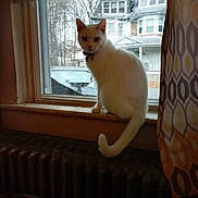 Goldie joined the competition — help win amazing prizes! animal, bell, cat, collar, curtain, daylight, domestic, feline, house, indoor, looking, pet, radiator, residential_area, sitting, tree, white_cat, window, windowsill, winter