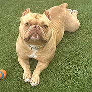 Mac joined the competition — help win amazing prizes! dog, bulldog, pet, outdoor, grass, artificial_grass, ball, toy, collar, paws, closeup, lying_down, tan_coat, short_hair, wrinkled_face, flat_muzzle, attentive, playful, portrait, companion