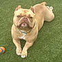 dog, bulldog, pet, outdoor, grass, artificial_grass, ball, toy, collar, paws, closeup, lying_down, tan_coat, short_hair, wrinkled_face, flat_muzzle, attentive, playful, portrait, companion