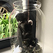 Perle participe au concours pour gagner de l'argent avec cette photo : black_and_white, car, cat, close_up, container, curious, daylight, glass_jar, greenery, indoor, kitten, moss, paw, paws, pet, plant, reflection, sill, twigs, window