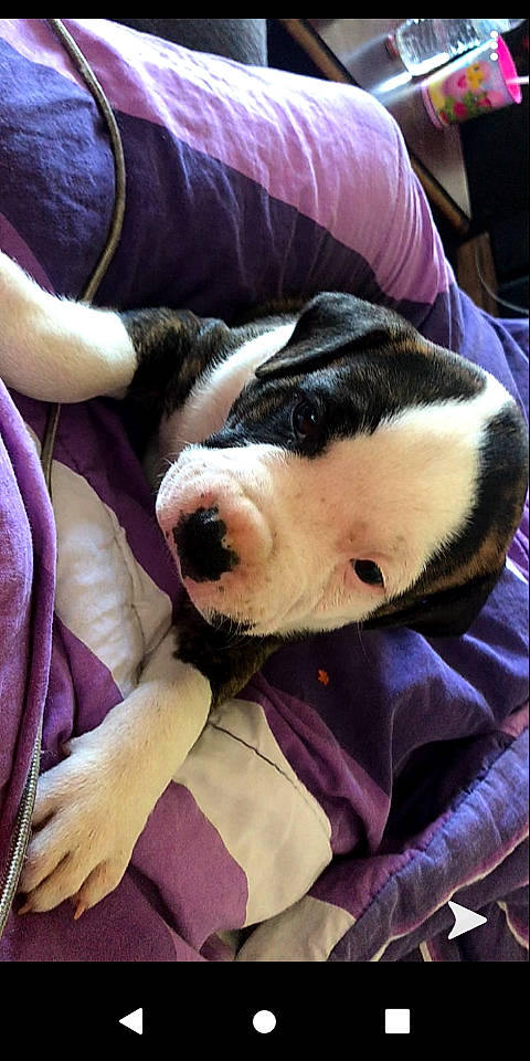 Mista joined the competition — help win amazing prizes! american_bulldog, american_staffordshire_terrier, boston_terrier, canidae, carnivore, companion_dog, dog, dog_breed, ear, fawn, mammal, nap, non_sporting_group, olde_english_bulldogge, puppy, puppy_love, snout, vertebrate