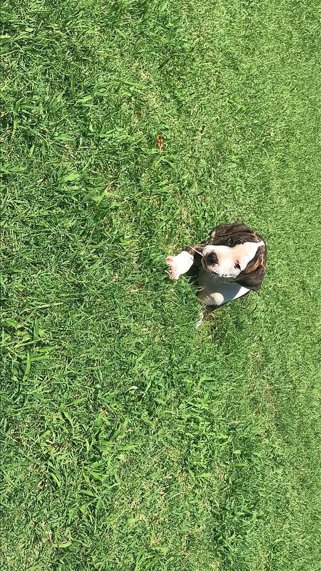 Mista joined the competition — help win amazing prizes! artificial_turf, canidae, carnivore, dog, dog_breed, grass, grass_family, grassland, green, lawn, meadow, non_sporting_group, pasture, plant, puppy, sporting_group