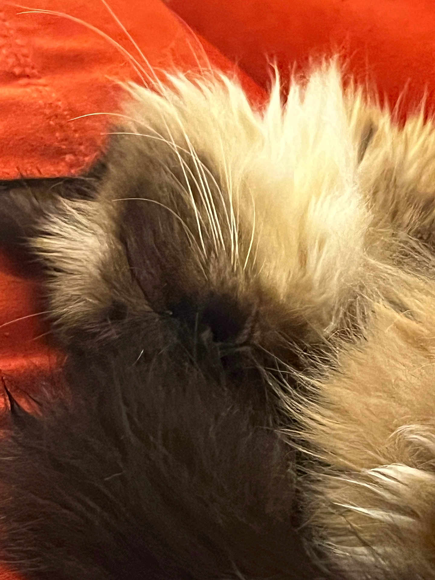 Trico