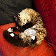 Trico participe au concours pour gagner de l'argent avec cette photo : cat, sleeping, fluffy, white_paws, curled_up, couch, red_couch, black_cushion, indoor, pet, feline, fur, relaxed, cozy, animal, whiskers, tail, paw, resting, domestic_cat