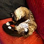 cat, sleeping, fluffy, white_paws, curled_up, couch, red_couch, black_cushion, indoor, pet, feline, fur, relaxed, cozy, animal, whiskers, tail, paw, resting, domestic_cat